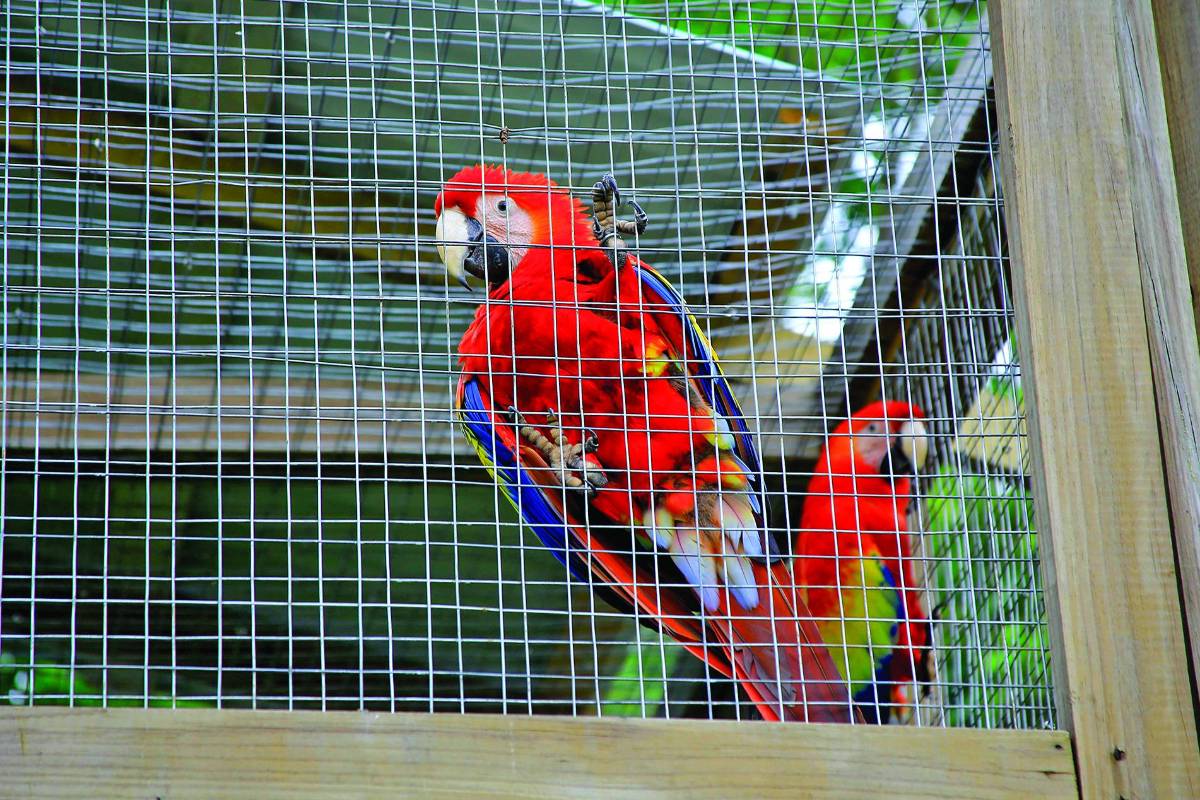 130 aves ya vuelan libremente por el cielo copaneco. Viven muy bien en su entorno natural.