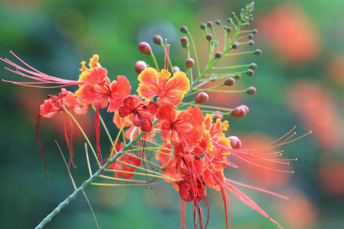 ¡Fascinación por las Plantas!: Los 10 tipos de flores que mejor se adaptan al calor