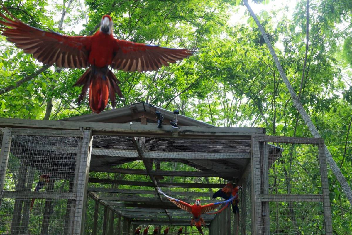 Asfura participa en liberación de guacamayas rojas y destaca la riqueza natural de Honduras