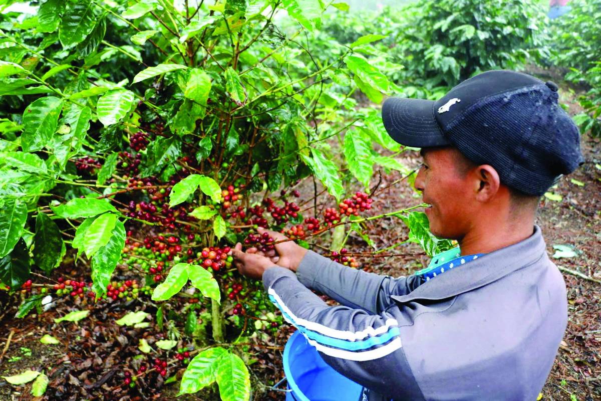 Más de 100,000 empleos hay por la actividad cafetalera en occidente