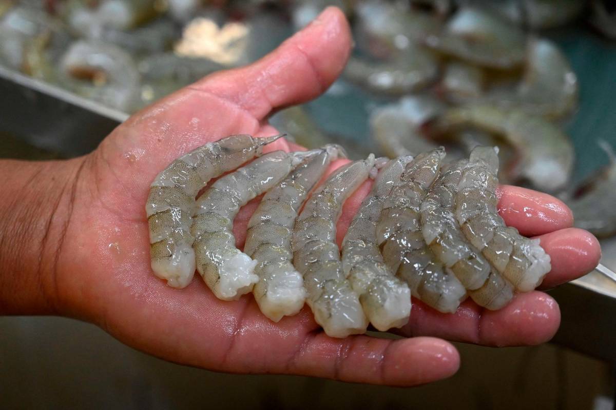 Exportación de camarón hacia Taiwán crece en 10.41%