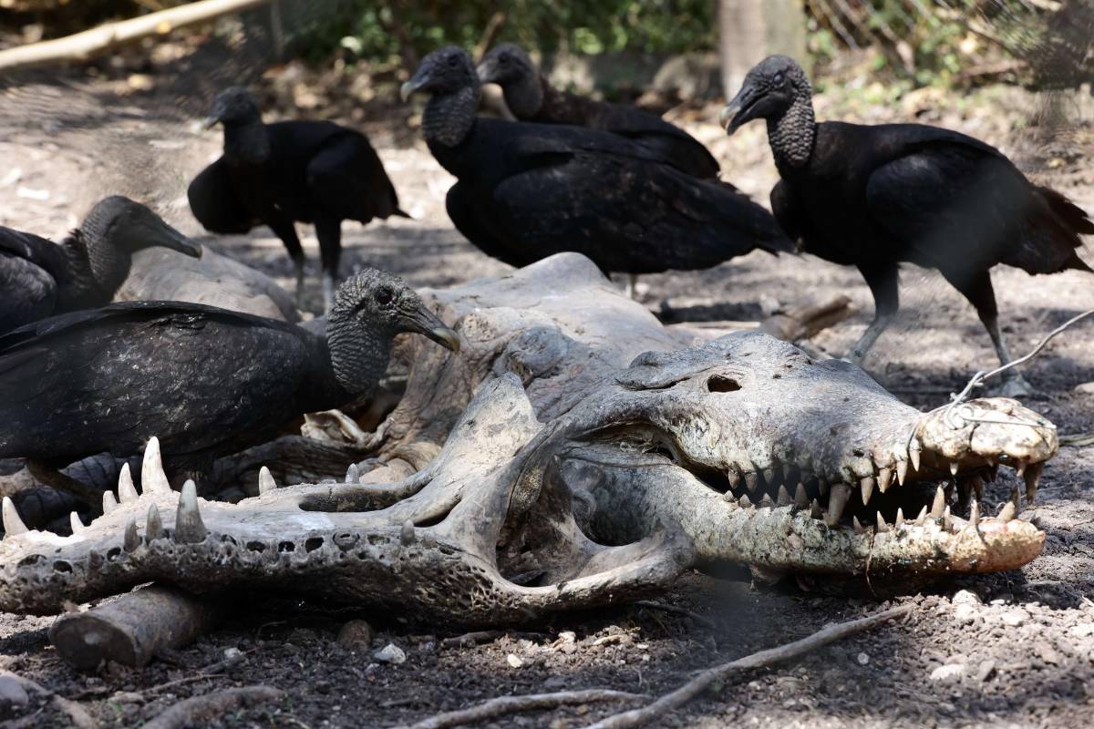 Analizarán las aguas para conocer si fueron envenenados.