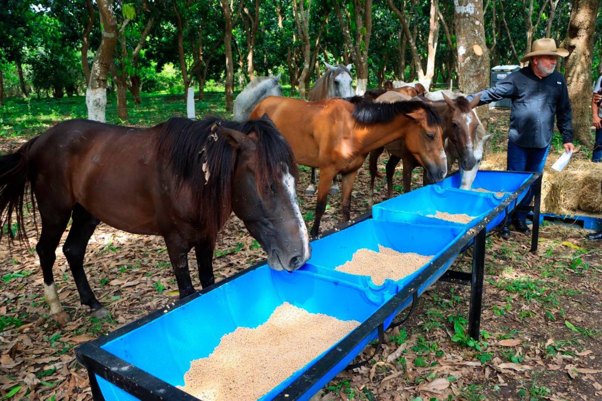 Alcaldía sampedrana abre un centro de rescate animal