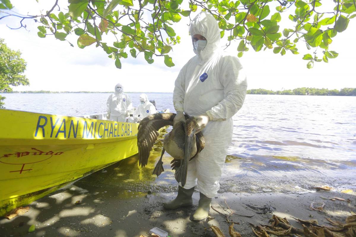 Porteños en alerta por 28 pelícanos muertos por influenza aviar
