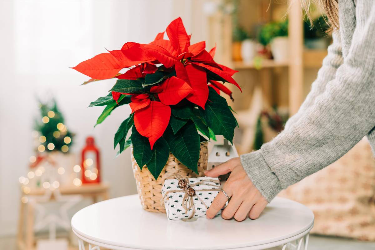 ¿Cómo hacer que tu pascua florezca y dure más tiempo?