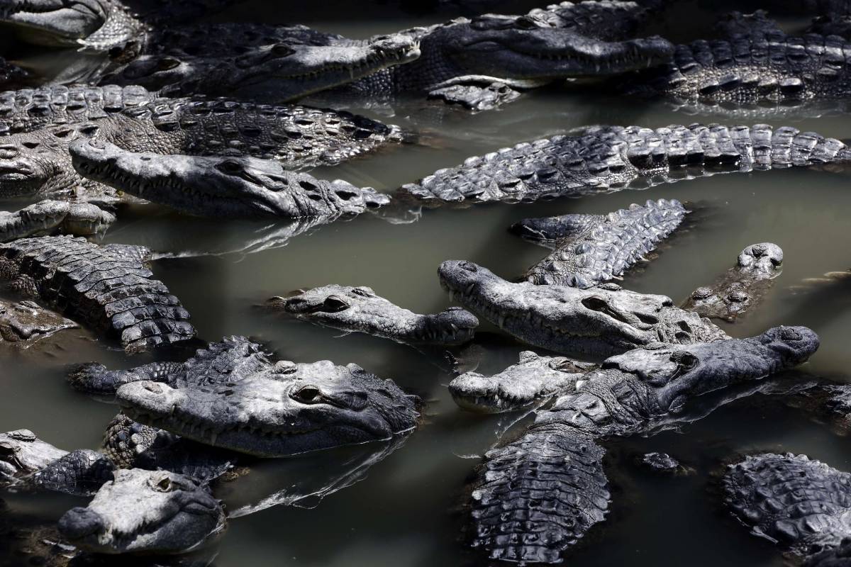 Indagan muerte de al menos 40 cocodrilos en hacienda de San Manuel