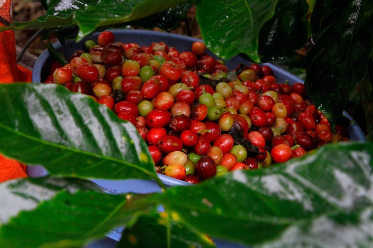 Buenos precios motivan el inicio de la cosecha de café