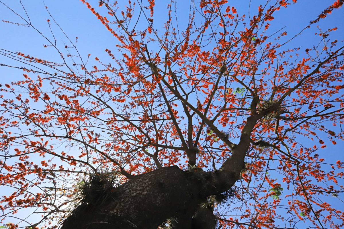 San Pedro Sula, ciudad de extensa diversidad botánica