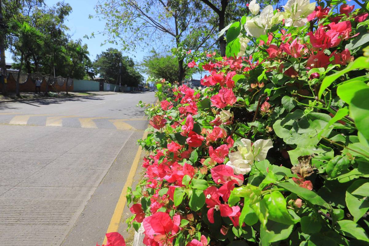 Los arbustos como el Napoleón abundan en la ciudad. El bulevar Los Próceres está adornado con pinos y es el único paraje de la ciudad con este árbol. Los expertos afirman que hay un mito sobre que los pinos atraen rayos, cosa que no es cierta.