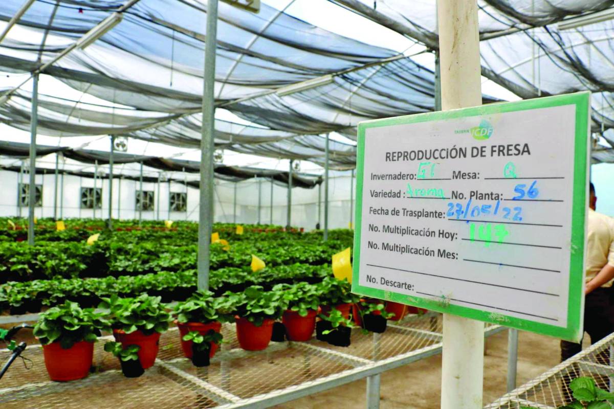 Intibucá se alista para exportar fresas a Nicaragua y El Salvador