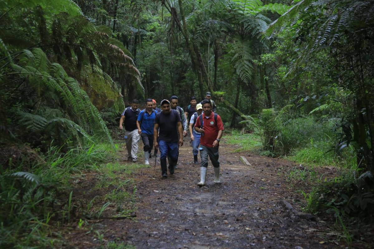 Parque Nacional Cusuco cuenta con 1,533 especies de plantas y animales