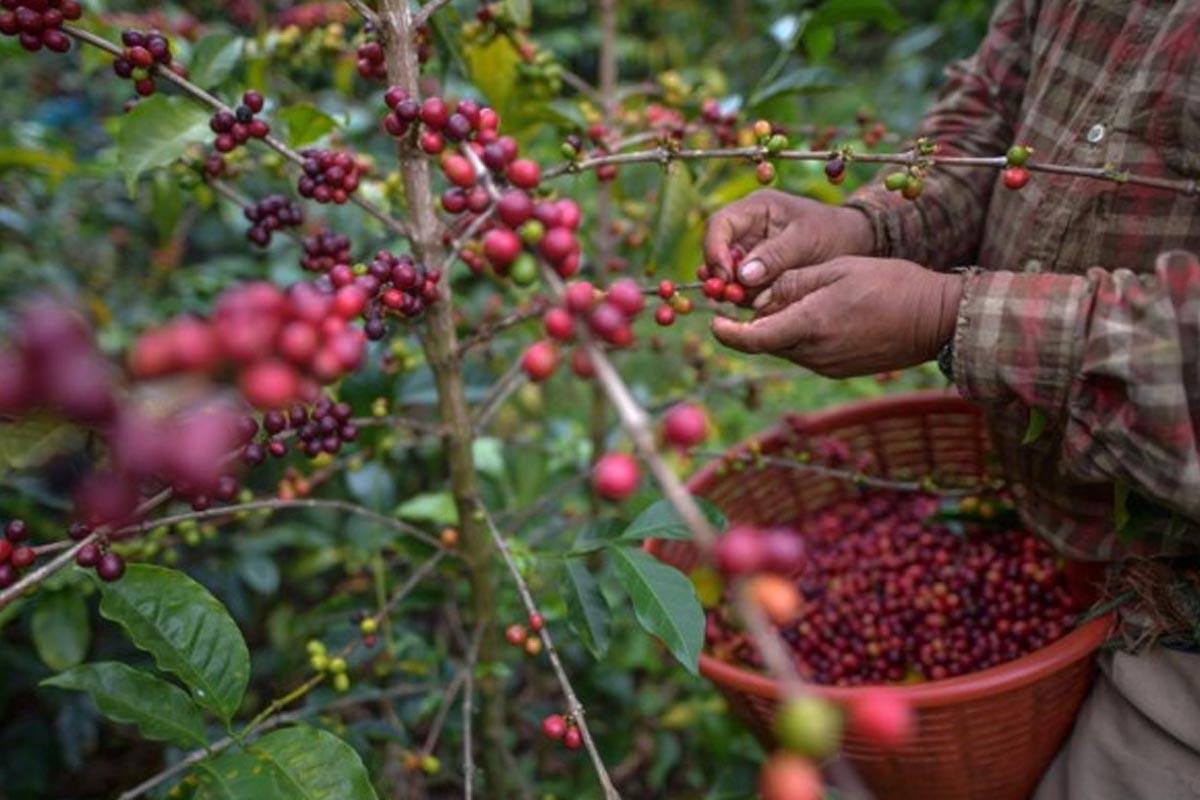 Divisas que ha dejado la exportación de café hondureño