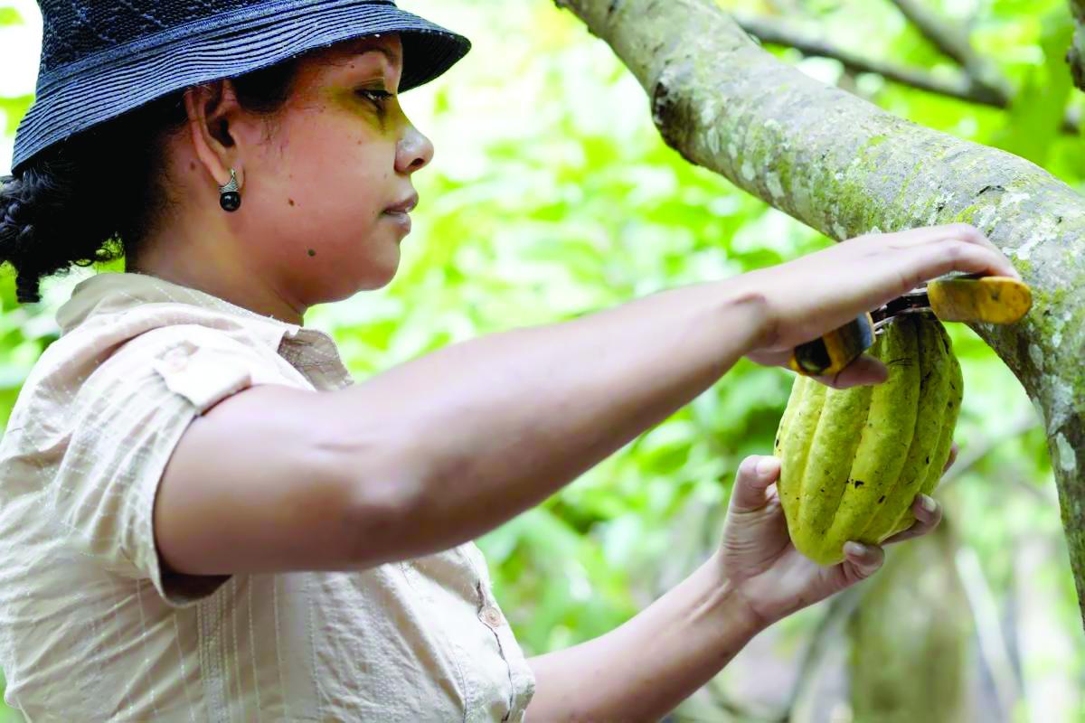 Cacaoteros ven oportunidad en nueva ley europea contra la deforestación
