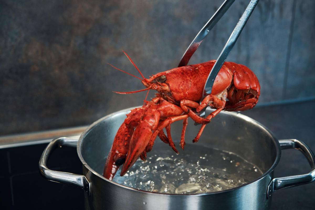 Cuida la salud de los tuyos con mariscos inocuos, aprende a reconocer las señales de alerta de descomposición.