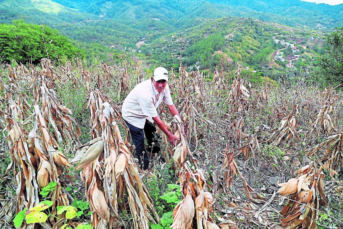 Gobierno analiza comprar granos básicos a Nicaragua
