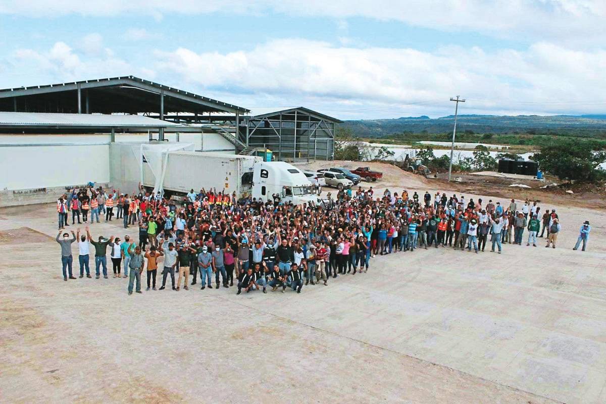 Zede agrícola de la zona sur ya exporta chile morrón a EEUU