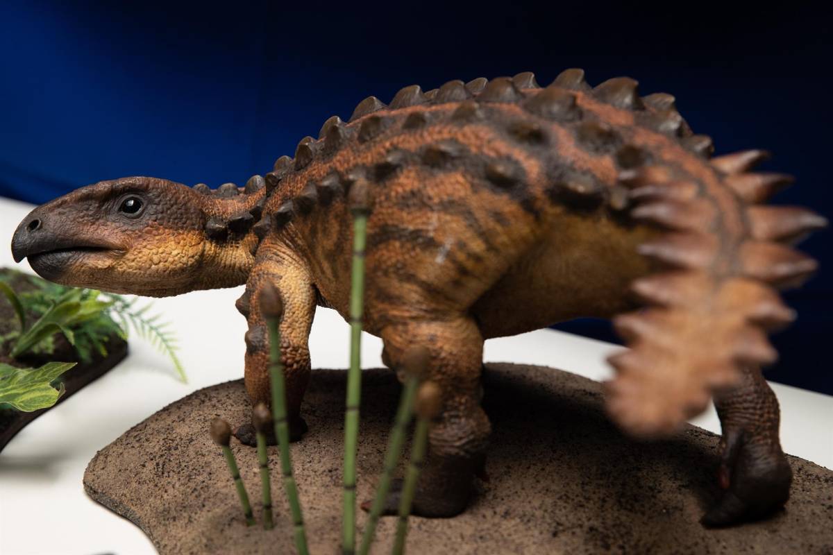 Varios modelos de la nueva especie de dinosaurio acorazado descubierto por investigadores de la Universidad de Chile.