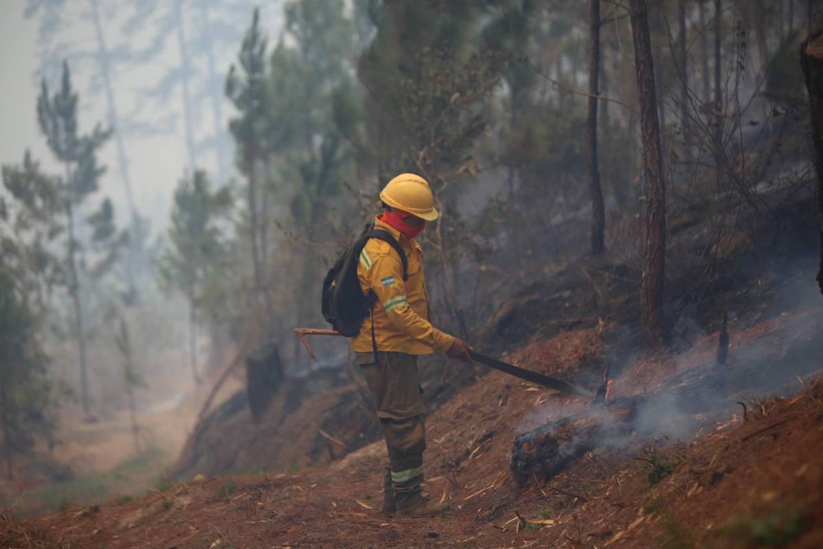 Unas 39,000 hectáreas de bosques han sido afectadas por 839 incendios