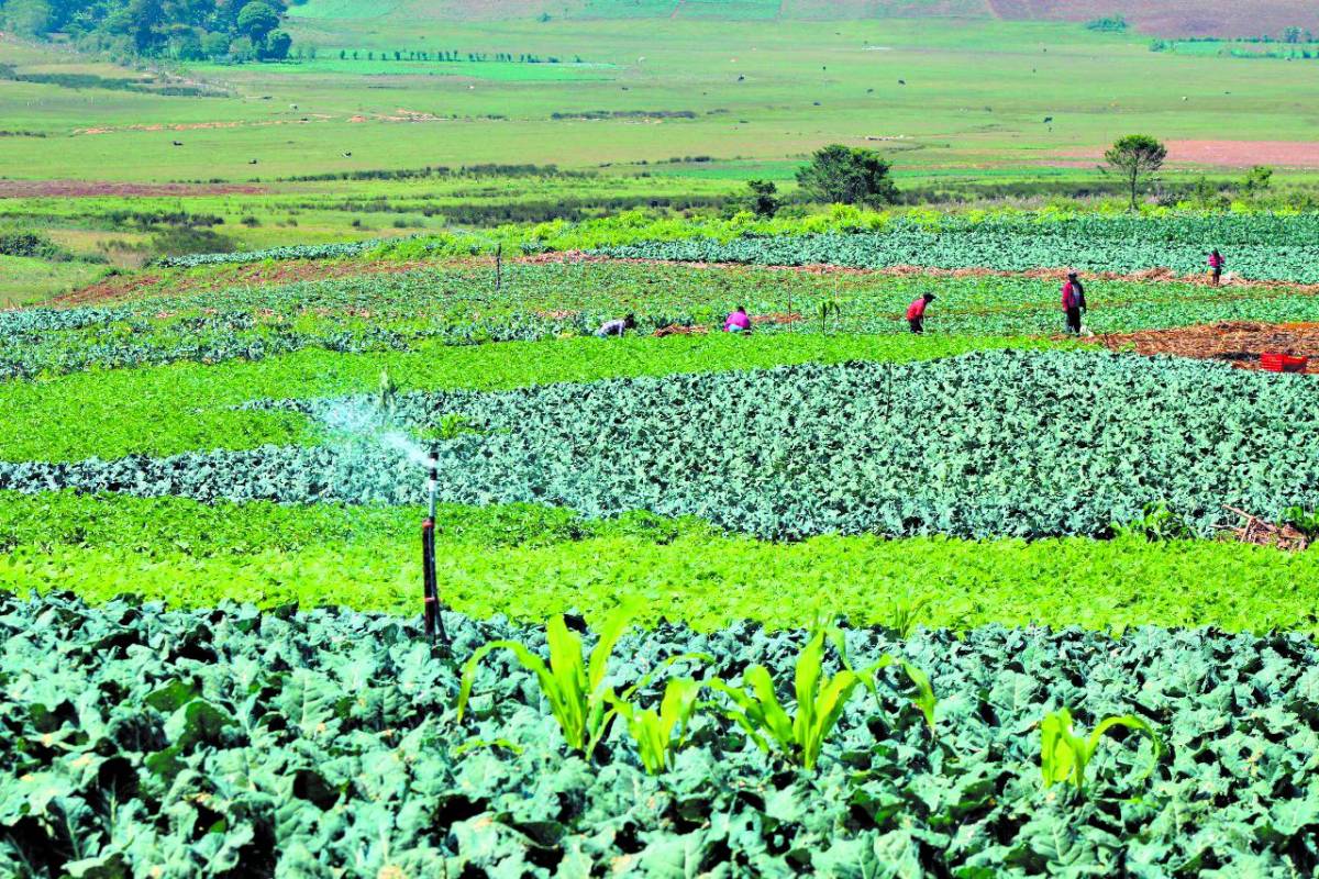 Escasez de dólares afecta producción agrícola del país
