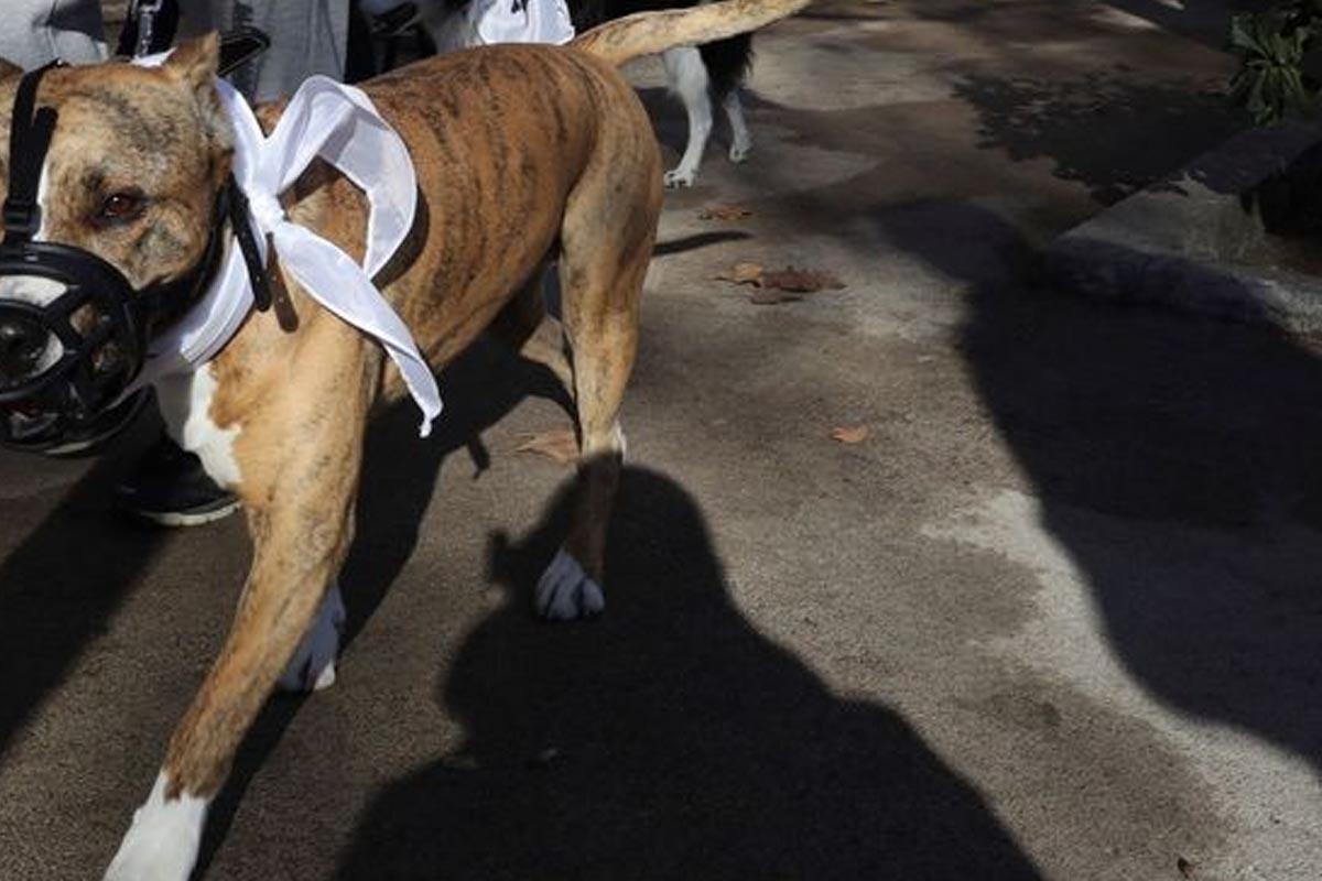 ¿Estás de acuerdo que se prohíba andar perros de raza pitbull y dóberman en espacios públicos en San Pedro Sula?