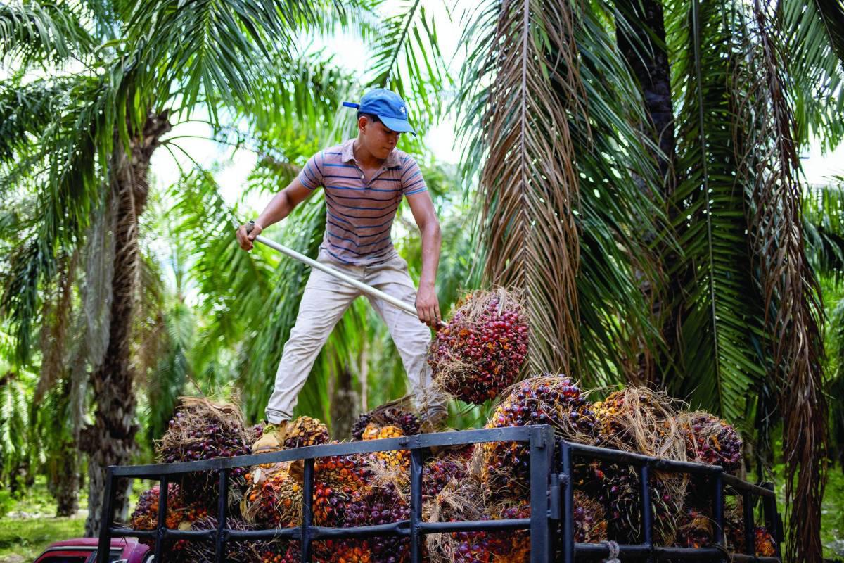 Un trabajador descarga frutas de palma aceitera en una finca del norte de Honduras, las cuales en 2025 deben estar certificadas para poder exportar a Europa.