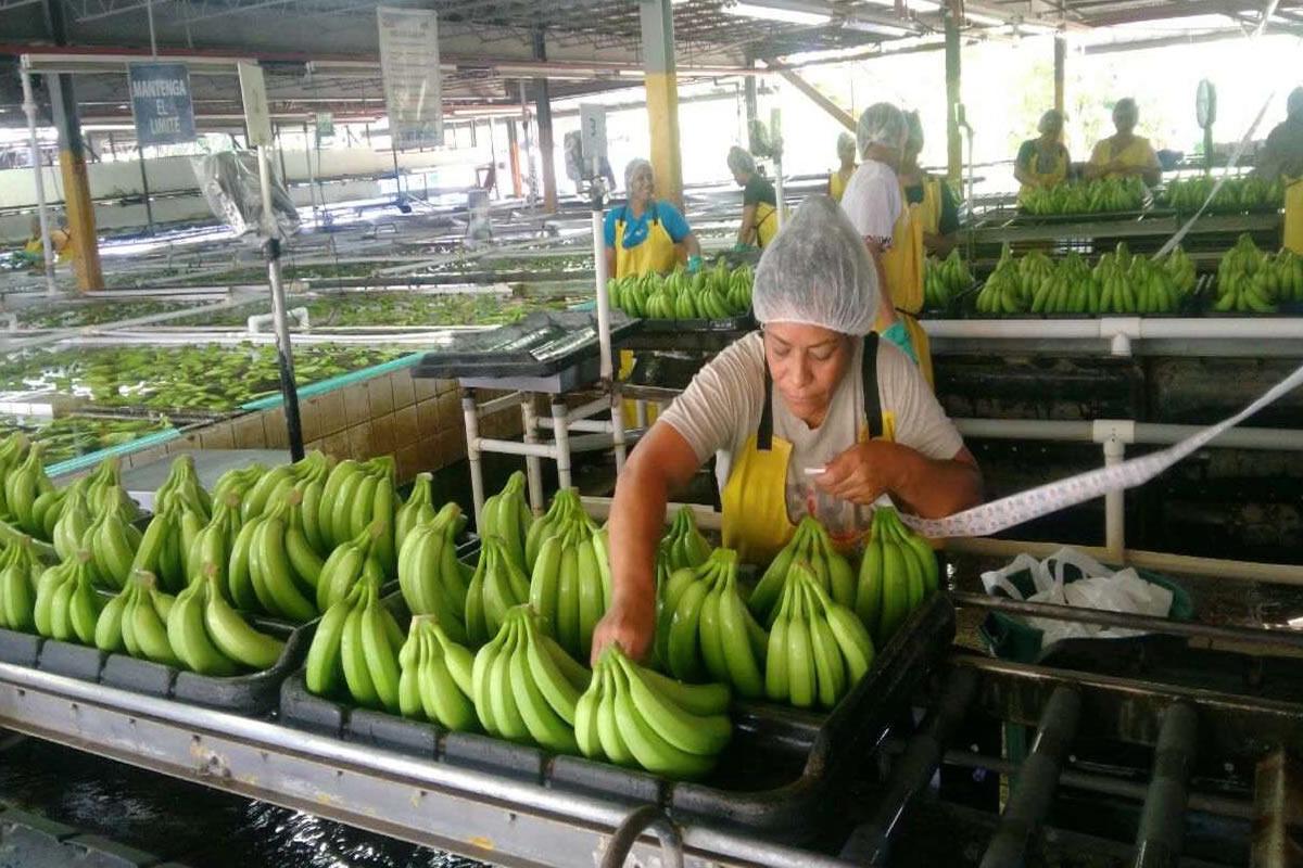El banano se recupera y deja en siete meses $419 millones