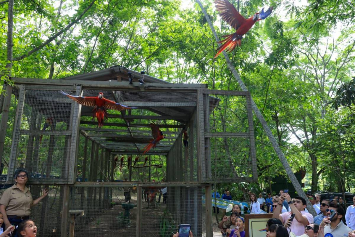 Asfura participa en liberación de guacamayas rojas y destaca la riqueza natural de Honduras