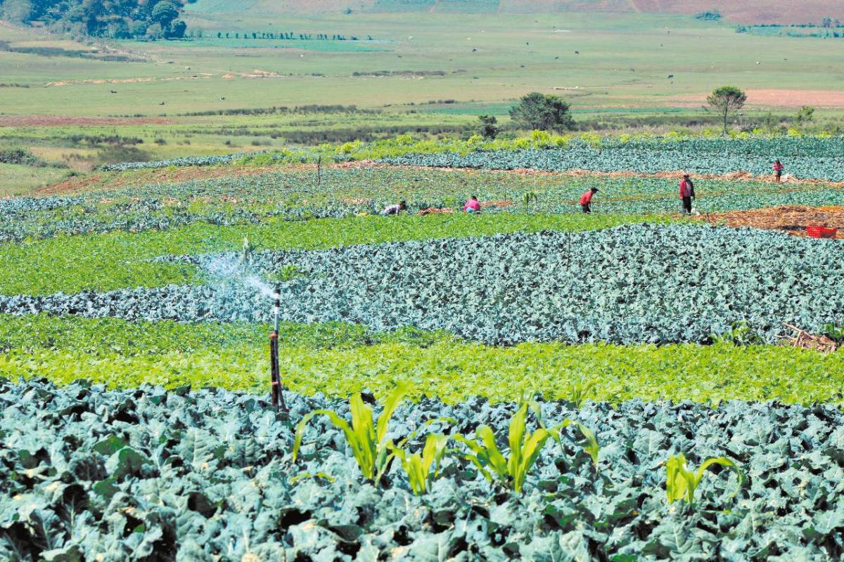 Agropréstamos de hasta L1.2 millones han aprobado con garantías de la Ahiba