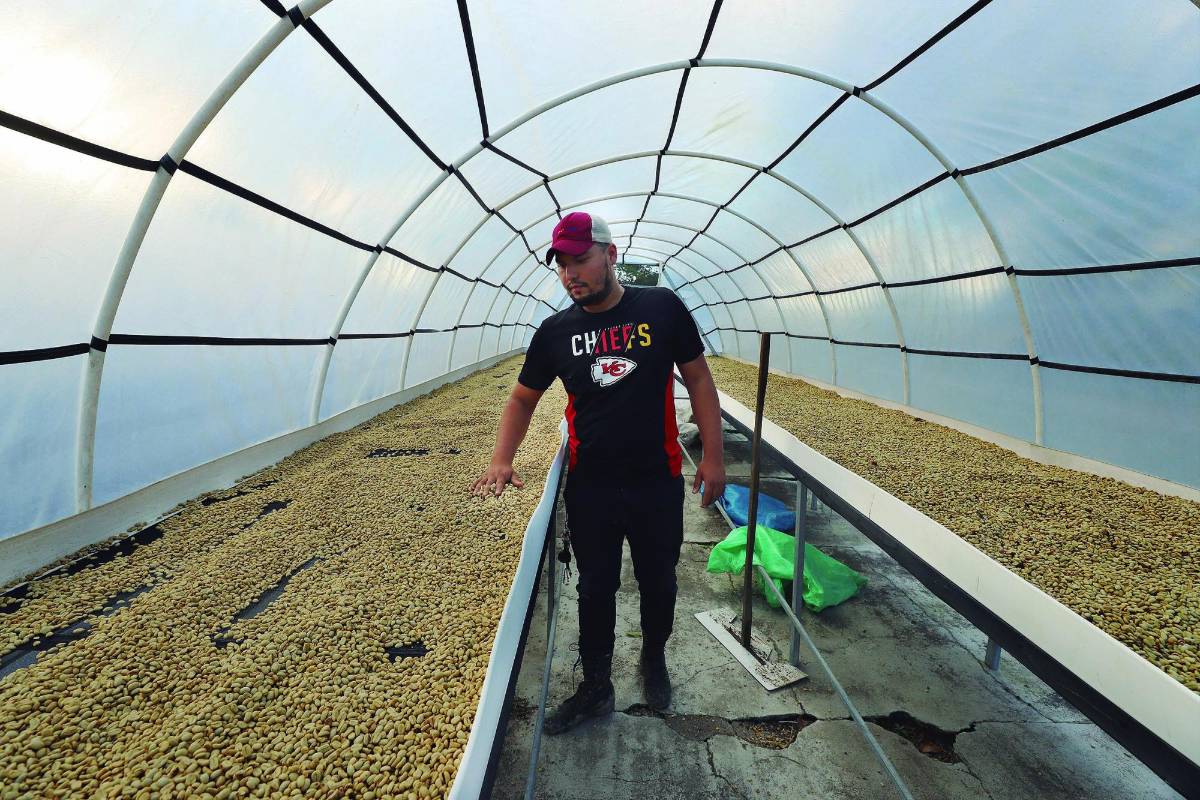 Precio del café hondureño se desplomará si se pierde el mercado europeo