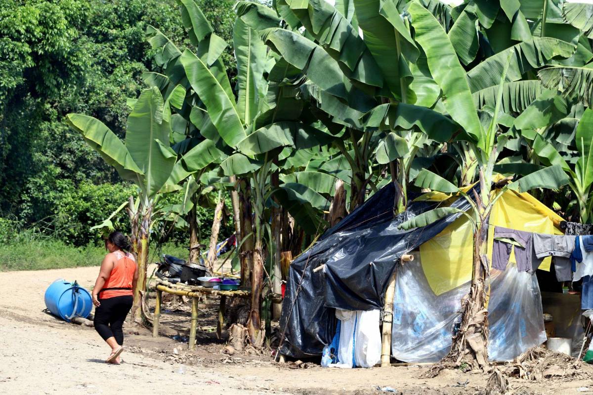 Campesinos venden fruta de fincas que tienen invadidas en Colón