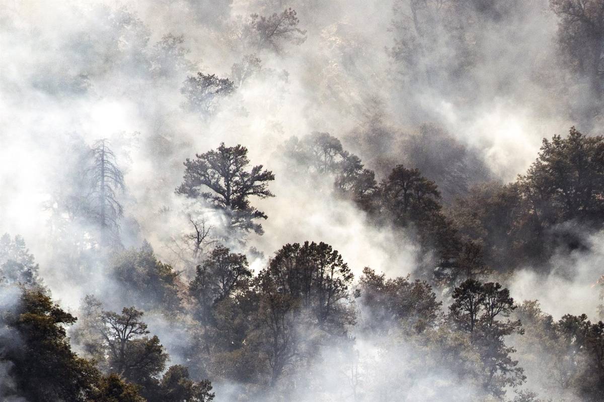 Un estadounidense provoca un incendio forestal al intentar quemar una araña