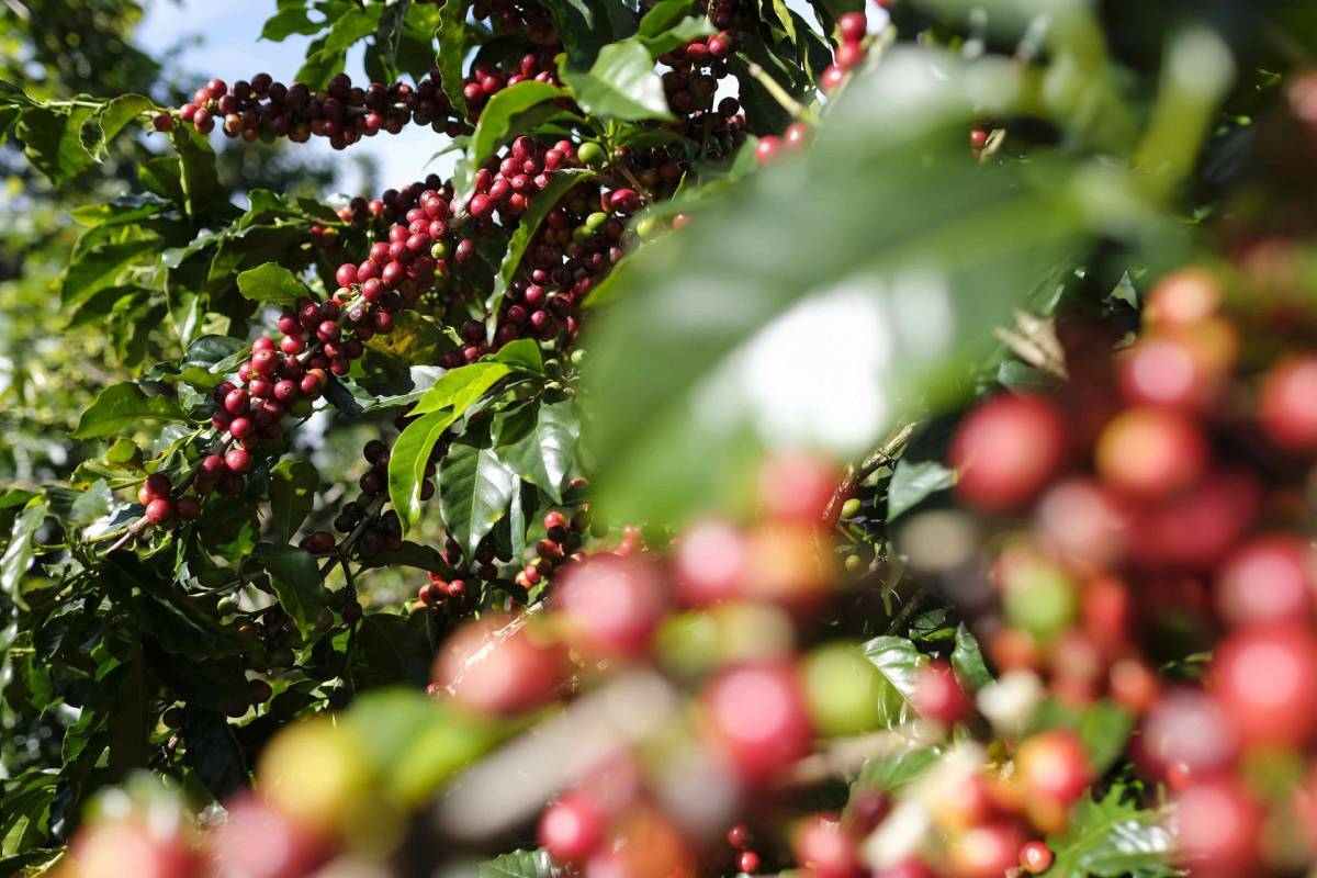 Costa Rica abre un laboratorio de biología molecular para combatir la roya del café
