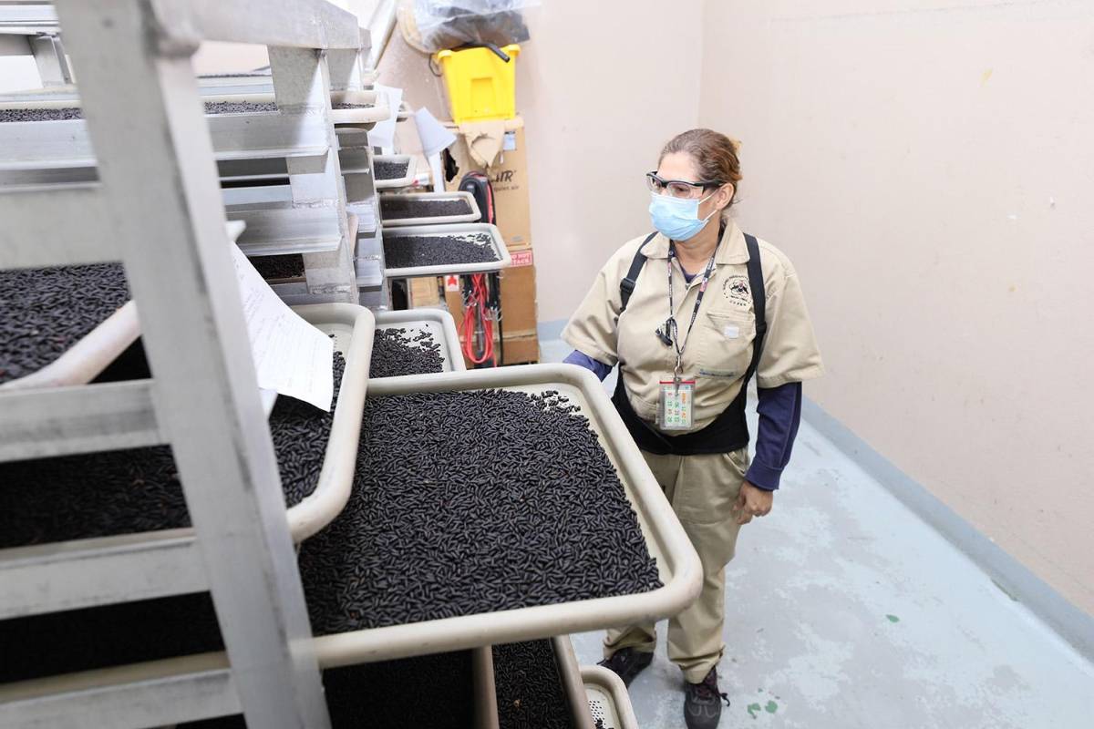 Dispersan más de 93 millones de moscas estériles contra el gusano barrenador