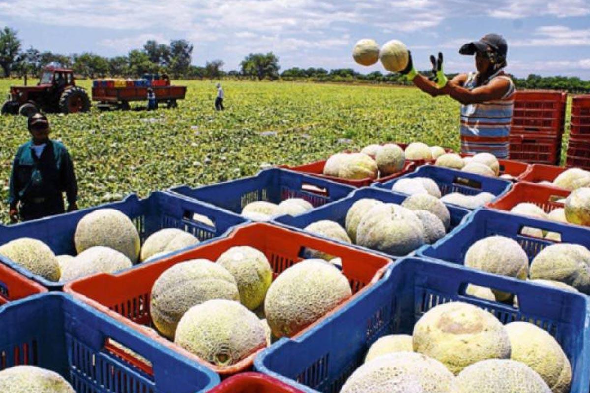 Grupo Sol reducirá operaciones en Honduras en el área de melón