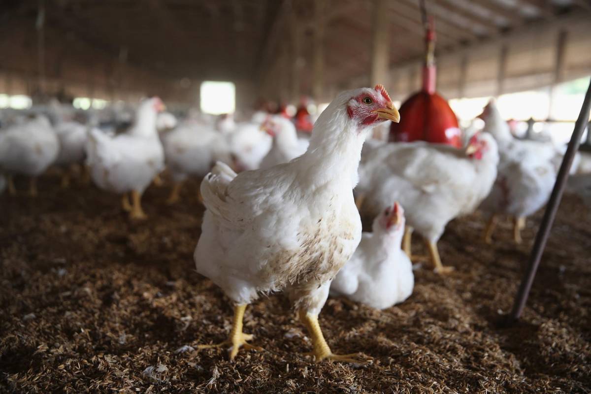 Guatemala declara estado de emergencia por casos de gripe aviar