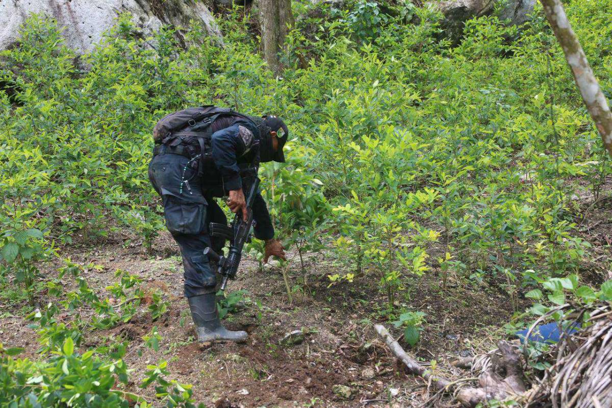 A extraditables les destruyen plantaciones de coca en Colón