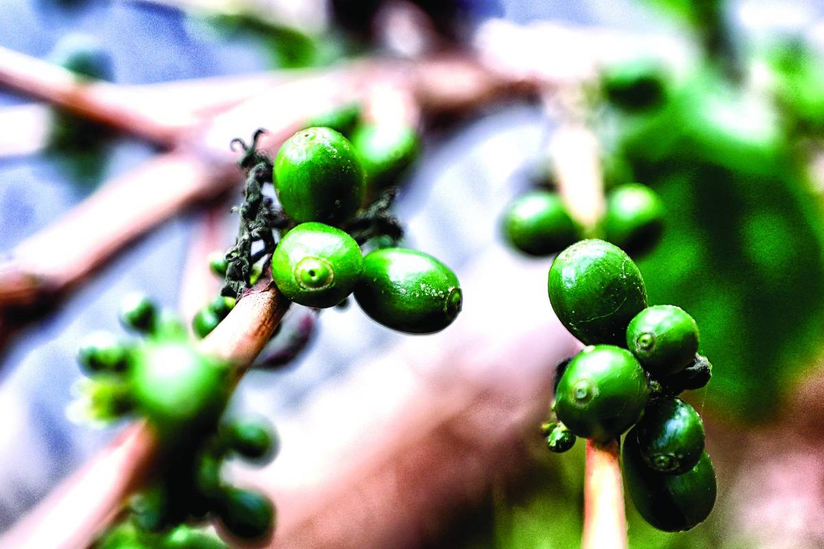 10 empresas hondureñas ya tienen autorización para exportar y comercializar café con China, nuevo y enorme mercado adonde llegará el aromático catracho.