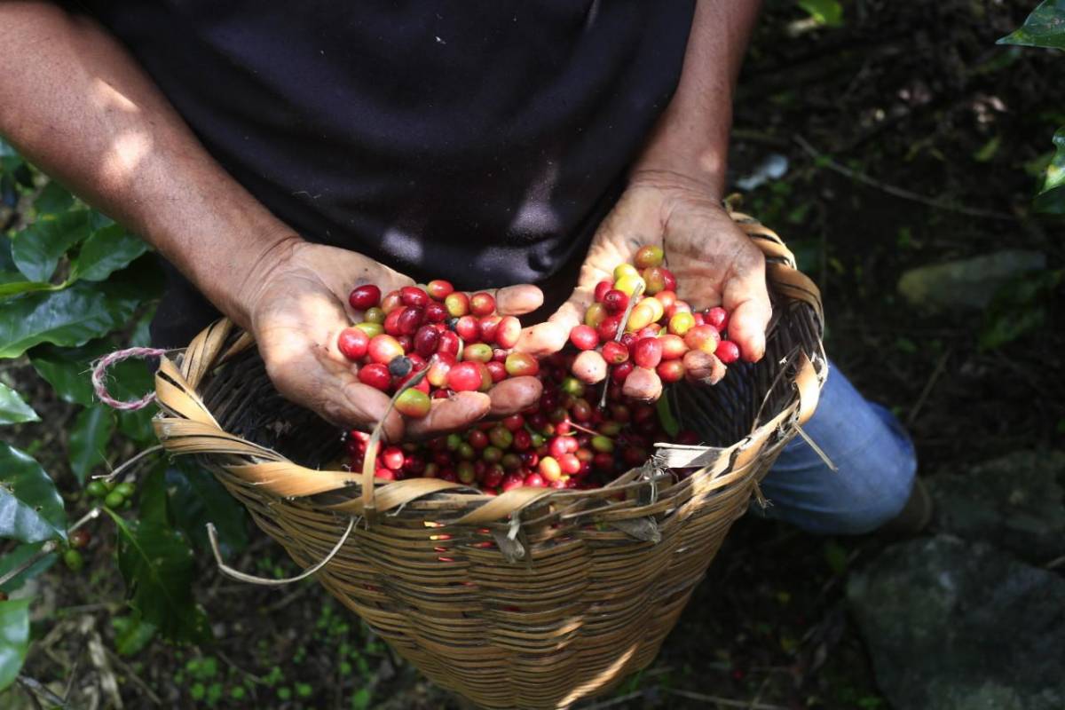 El café aportó más de $1,500 millones a economía en 2022