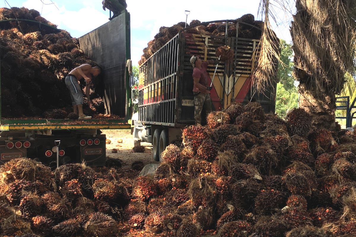 Invasiones mantienen en crisis a la industria de palma aceitera