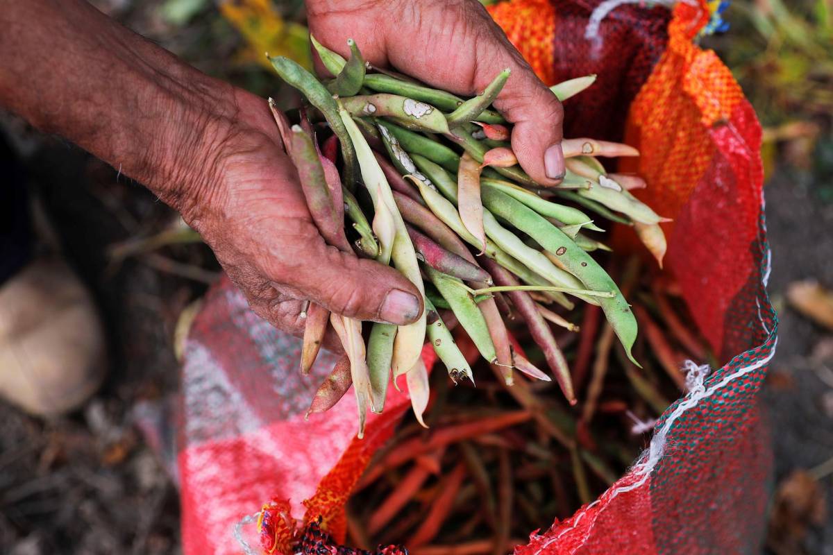 La falta de lluvias en algunas regiones afectó la producción de frijoles y de otros granos básicos.