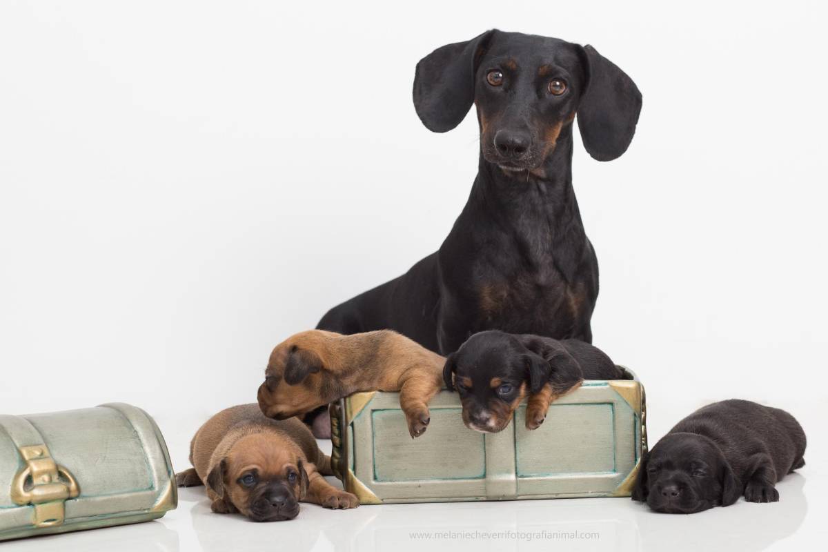 Día Internacional del perro: lindas ideas para consentir a tu peludo