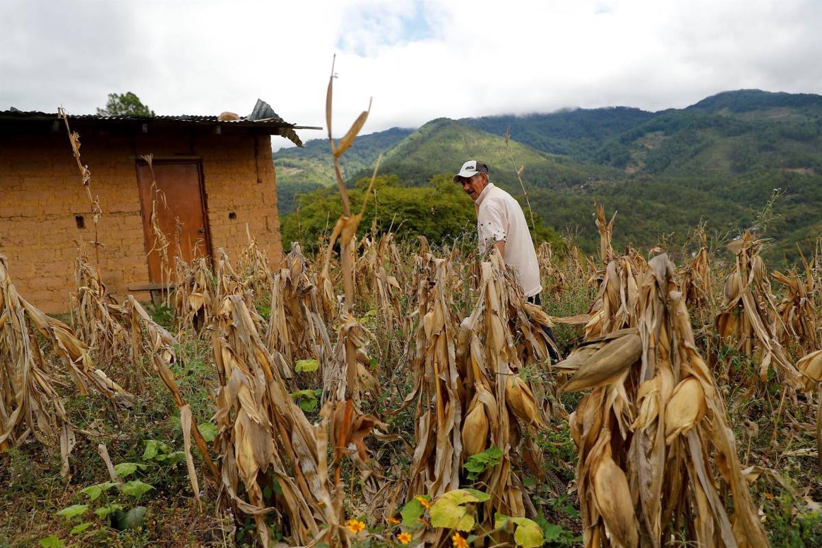 La inseguridad alimentaria, la otra pandemia que arrastra Honduras