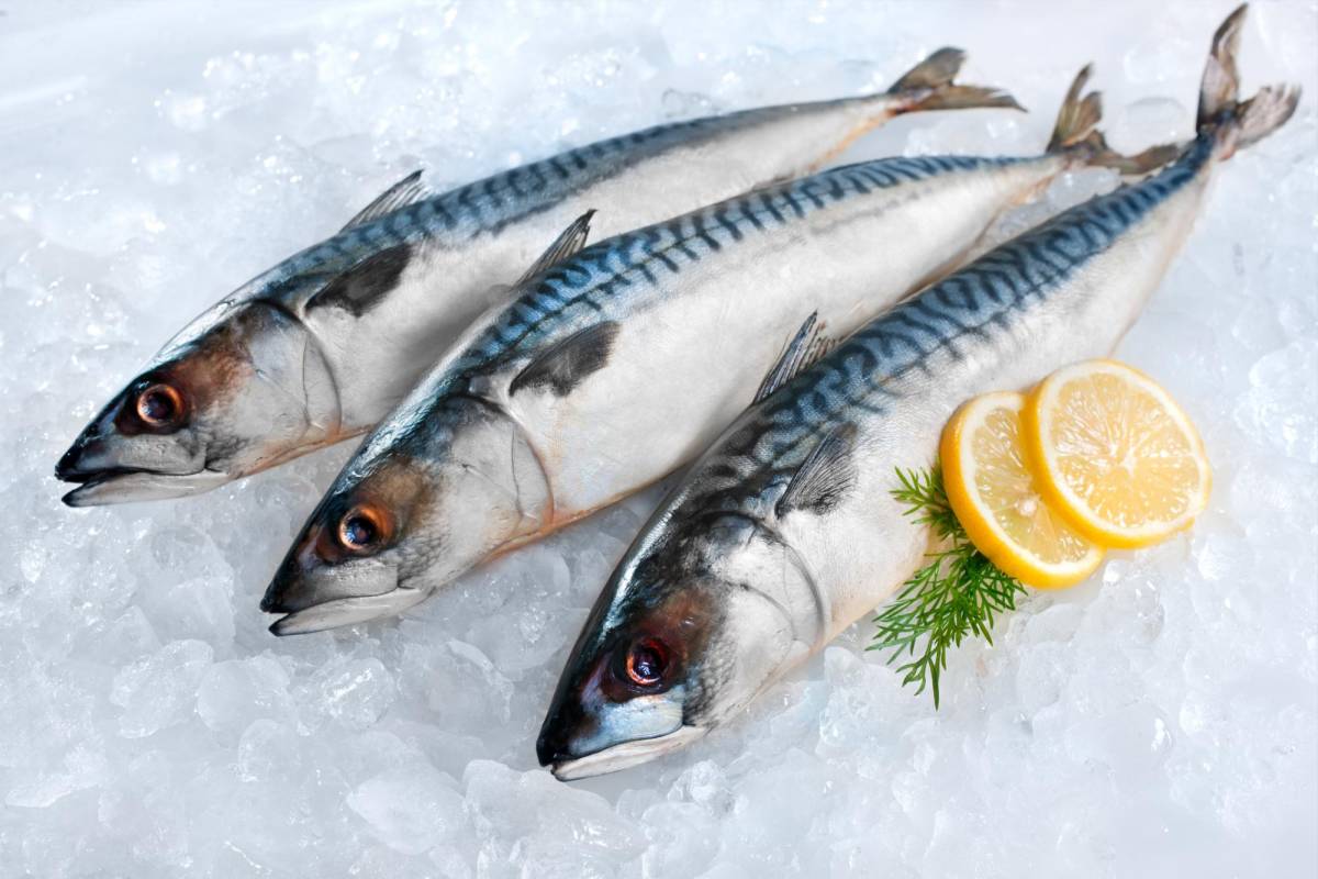 Al descongelar pescados debes respetar la cadena de frío. Hasta un día y medio puede tomar el descongelamiento de los mismos en el refrigerador, pero así se conservan sus sabores, textura y bondades.