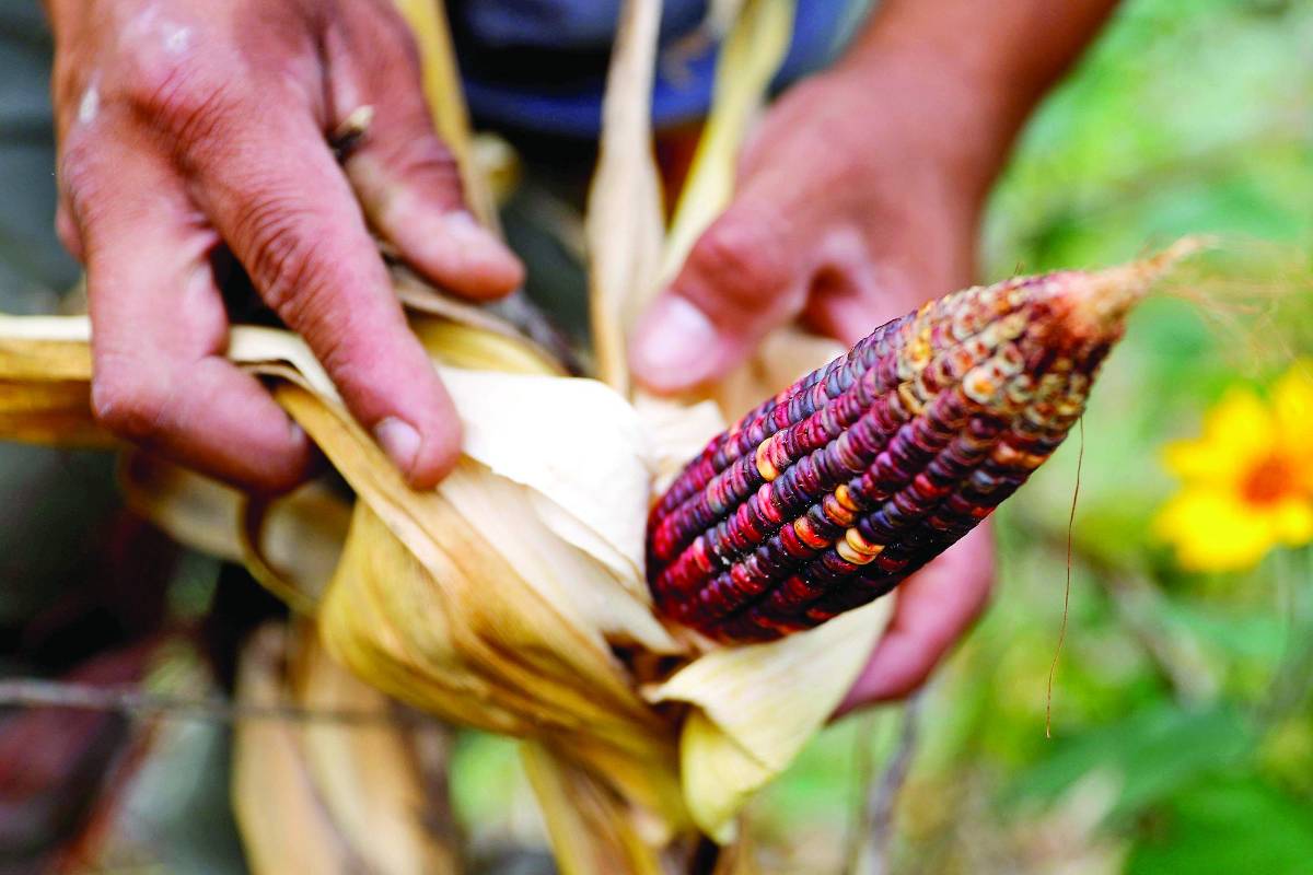 Precio del maíz sube un 50% en tres meses
