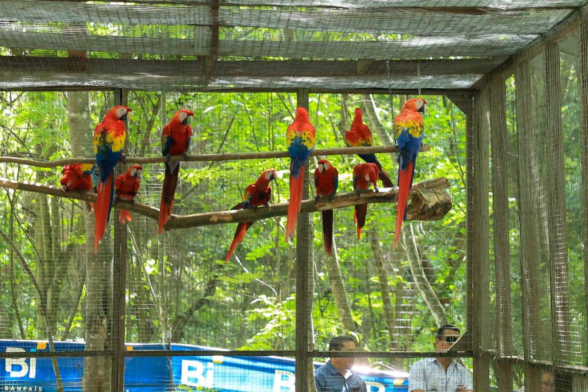 Asfura participa en liberación de guacamayas rojas y destaca la riqueza natural de Honduras