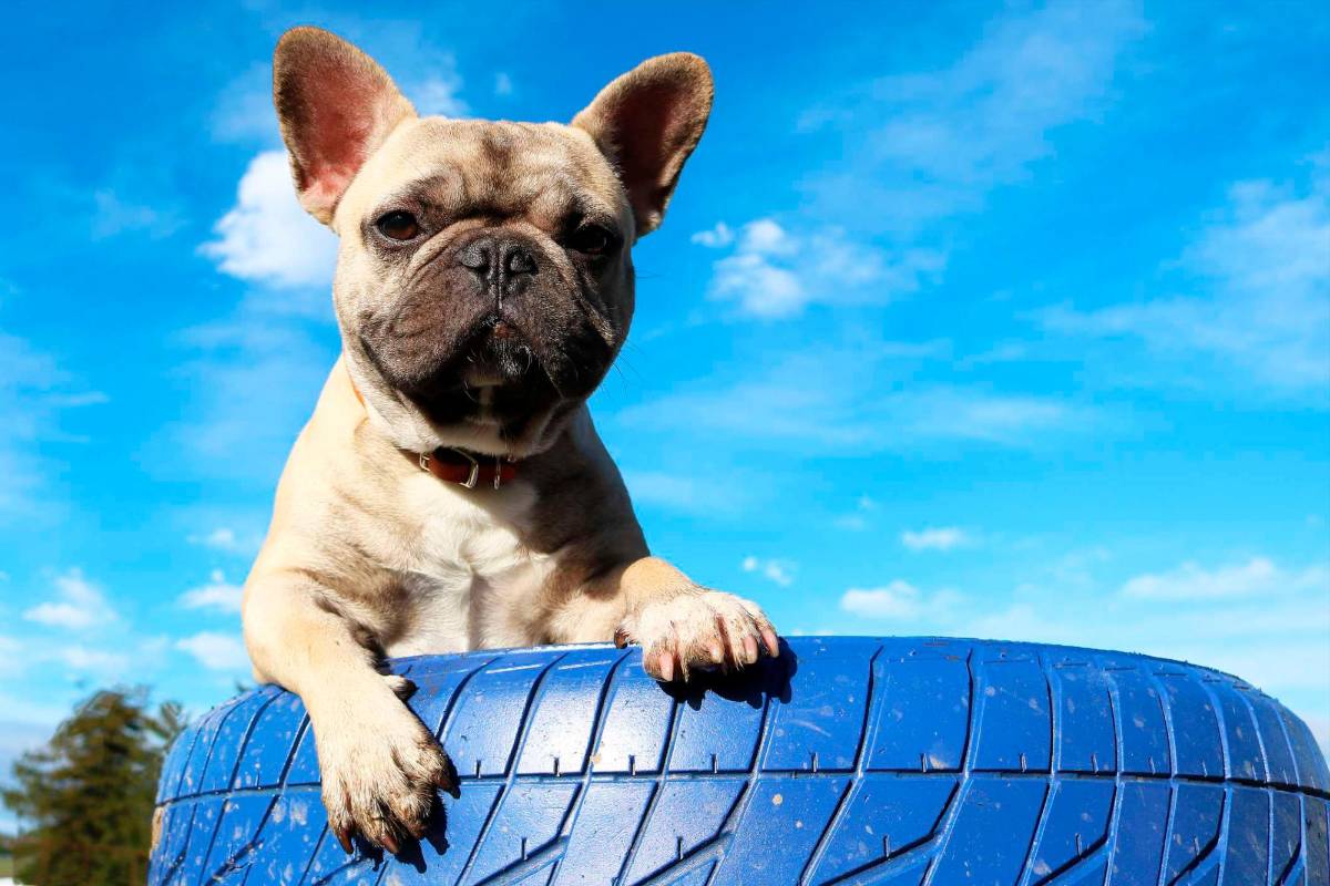 Camitas hechas con neumáticos