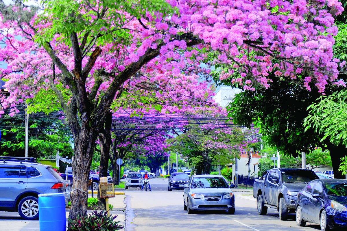 El sábado se inicia campaña de arborización de LA PRENSA