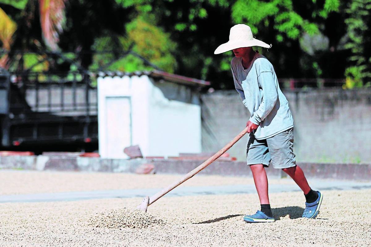 Faltan 562,008 sacos de café por enviar para lograr meta exportable