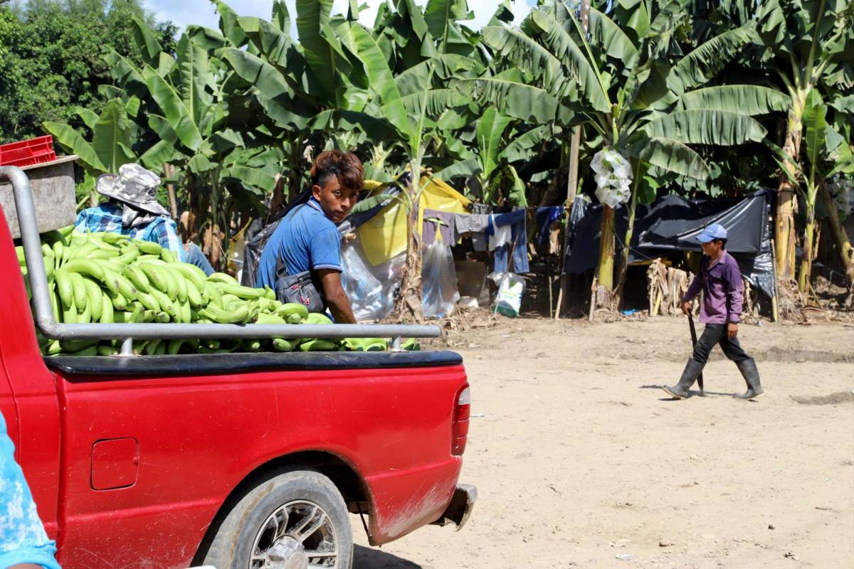 Campesinos venden fruta de fincas que tienen invadidas en Colón