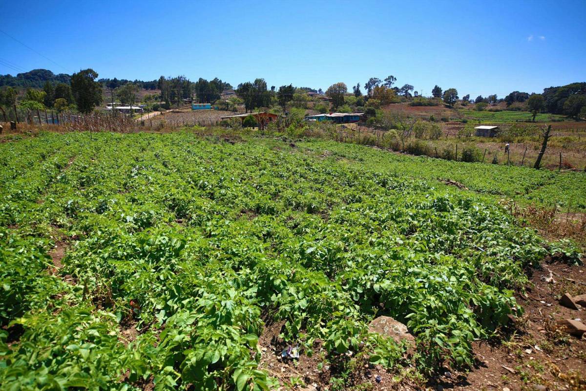 13% de la población afectada de más de 9 millones de habitantes de Honduras, 1.2 millones viven en el corredor seco.